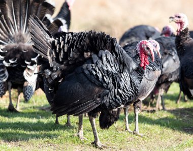 çiftlik Türkiye'nin açık havada