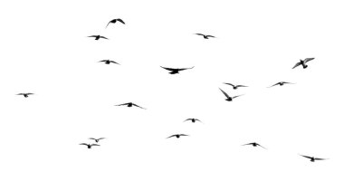 Beyaz arka planda güvercin sürüsü