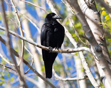Kara kargalar doğada bir ağaçta