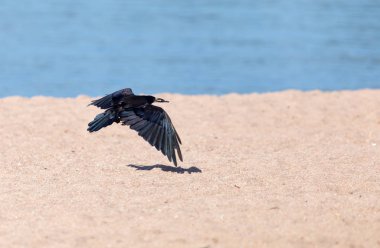 Uçuş deniz kara karga
