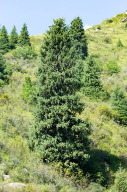 Yazın dağlarda güzel bir Noel ağacı
