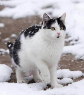 Kışın kardaki kedi