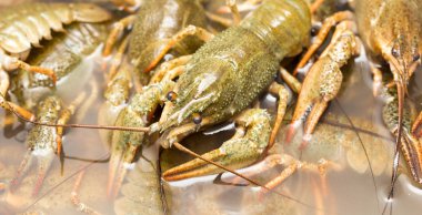 Arka plan olarak suda yaşayan kerevit