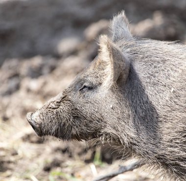 Doğa üzerindeki parkta yaban domuzu
