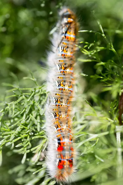 Caterpillar on a plant in the nature. macro — Stock Photo, Image