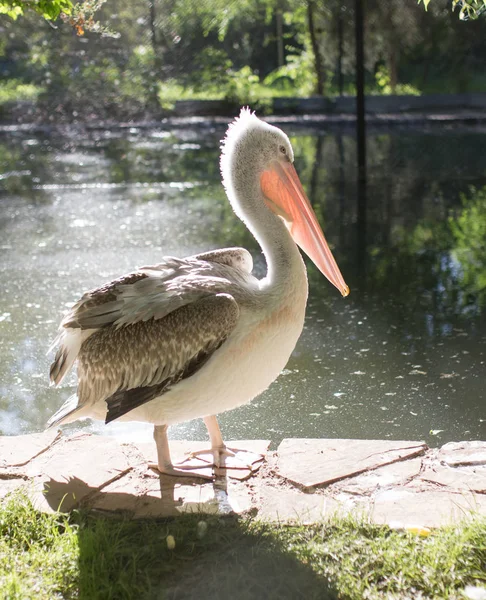 Pelikan in der Natur — Stockfoto