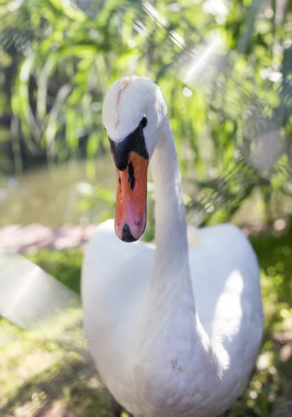 Cisne branco no zoológico — Fotografia de Stock