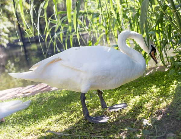 White swan in the zoo — Stock Photo, Image