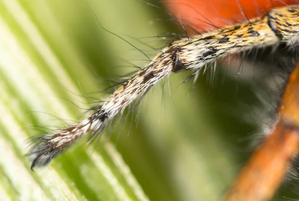 Fußspinne in der Natur. Supermakro — Stockfoto