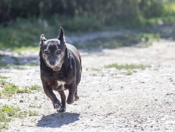 実行時に黒犬 — ストック写真