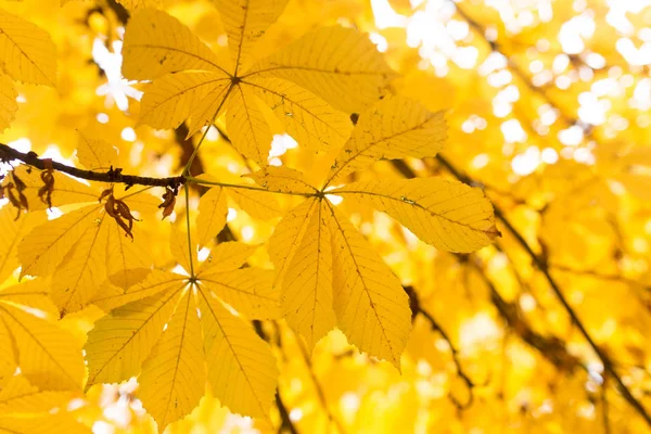 Las hojas en el árbol en la naturaleza en otoño —  Fotos de Stock