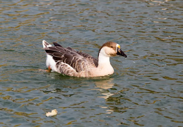 Anatra sul lago in autunno — Foto Stock