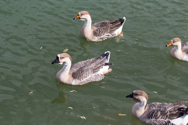 Uno stormo di anatre sul lago in autunno — Foto Stock