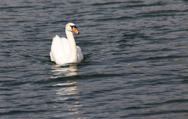 秋天湖上的白天鹅 — 图库照片