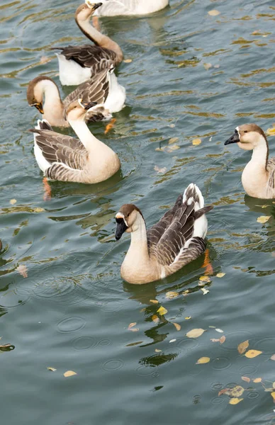 Eine Herde Enten auf dem See im Herbst — Stockfoto