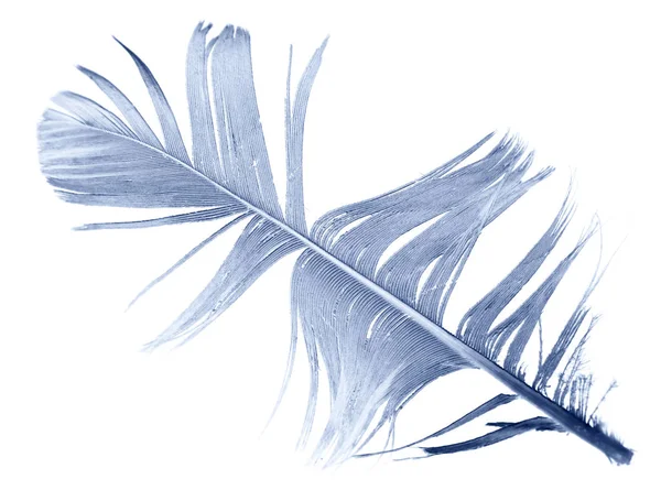 하얀 배경에 있는 푸른 깃털 — 스톡 사진