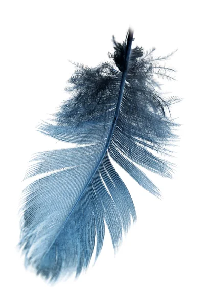 Голубое перо на белом фоне — стоковое фото