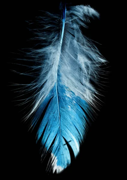 Blue feather on a black background — Stock Photo, Image