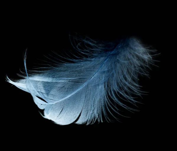 黑色背景上的蓝色羽毛 — 图库照片