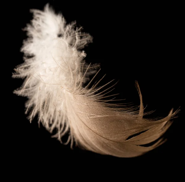 Feather on a black background — Stock Photo, Image