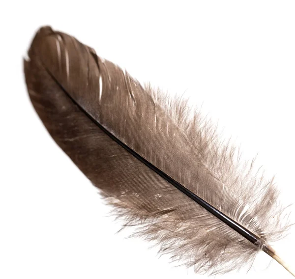 Feather on a white background — Stock Photo, Image