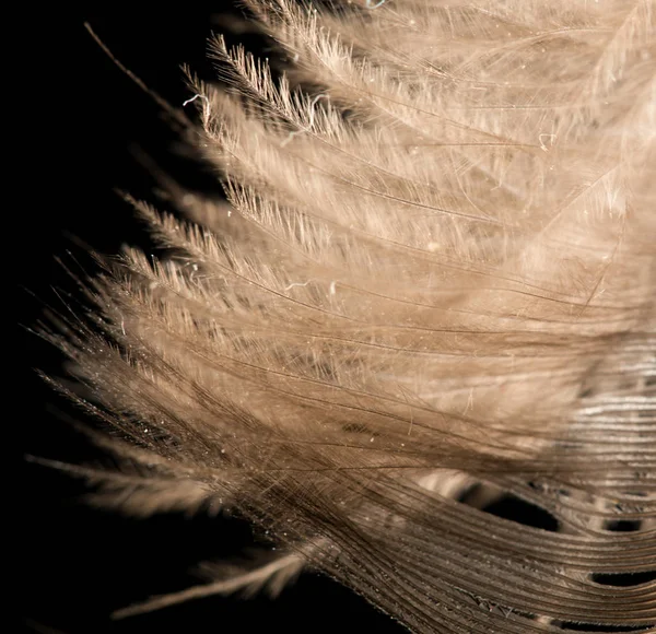 Siyah arkaplanda tüy