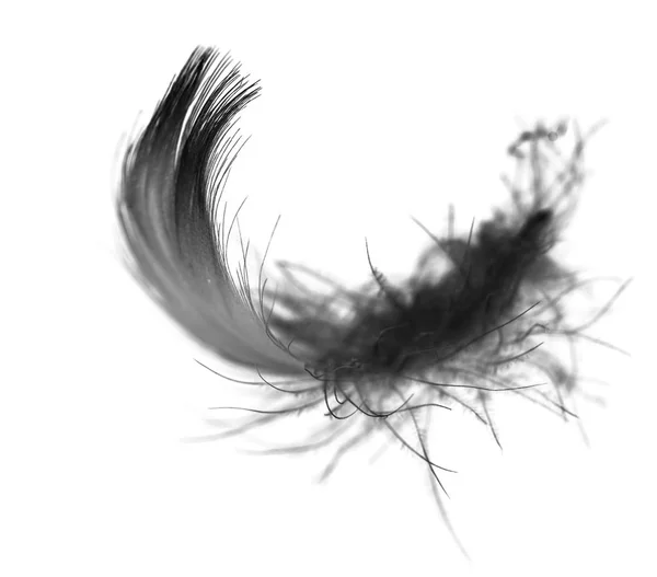 Black feather on a white background — Stock Photo, Image