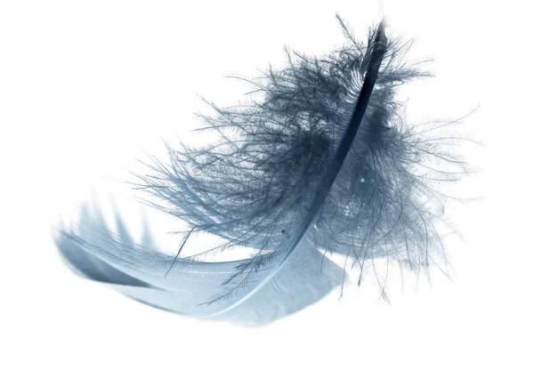 Pluma azul sobre un fondo blanco — Foto de Stock