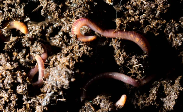 Red worm manure. macro — Stock Photo, Image