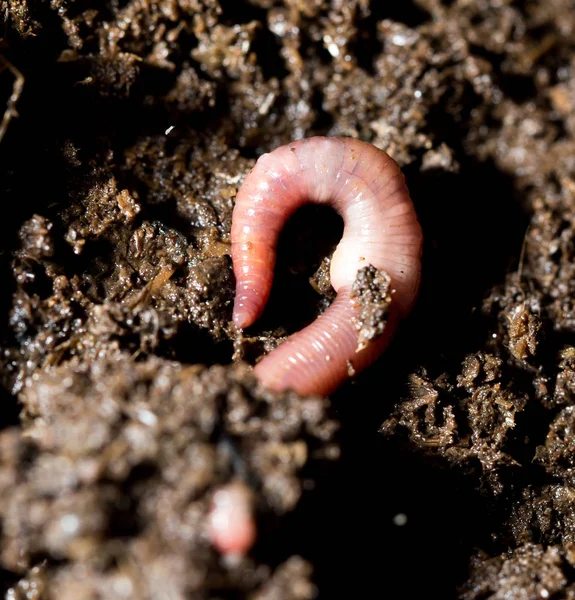 Rode worm mest. macro — Stockfoto