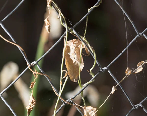 Een droge blad op een hek — Stockfoto