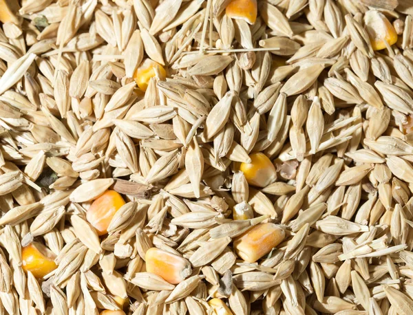 Oats and corn as background — Stock Photo, Image