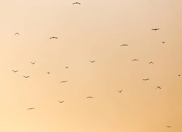 Una bandada de aves al atardecer — Foto de Stock