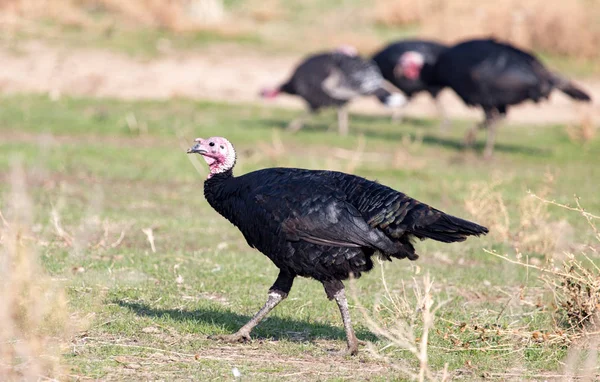 Een Turkije op een boerderij buiten — Stockfoto