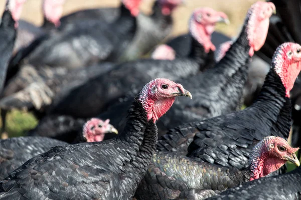 Farm kalkoner utomhus — Stockfoto