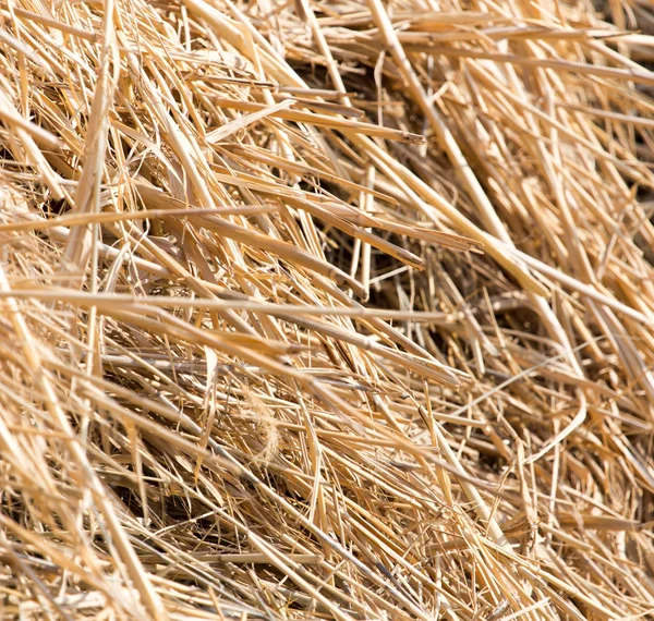 Сухое сено в качестве фона — стоковое фото