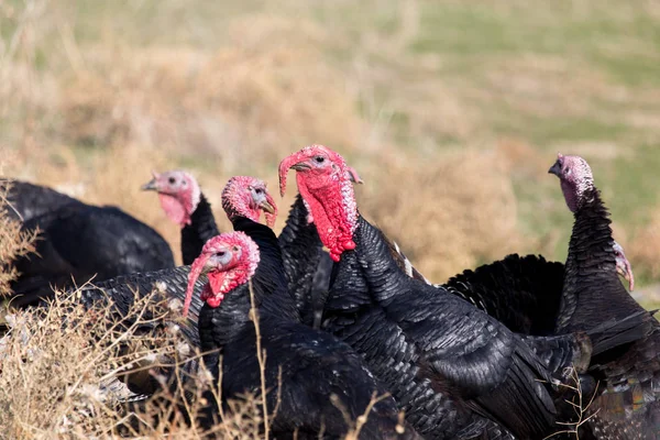 Farm turkeys outdoors — Stock Photo, Image