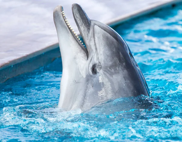 Delfin i poolen — Stockfoto