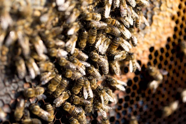 Bienen auf einem Gerüst mit Honig im Bienenhaus — Stockfoto