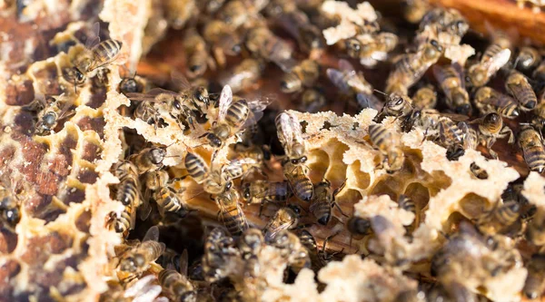 蜜蜂在一个框架与蜂蜜在蜂房 — 图库照片