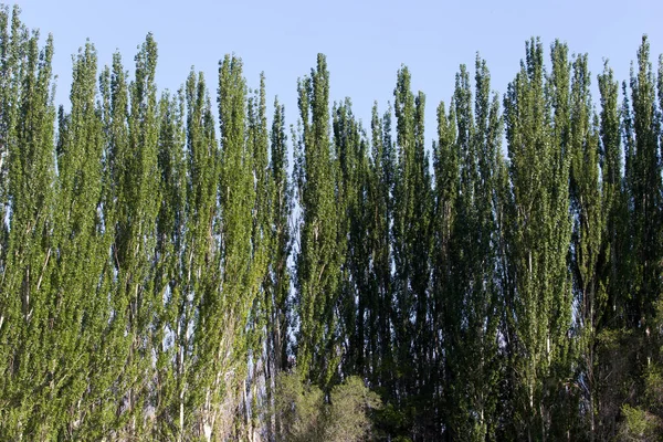 Tall poplars on the nature — Stock Photo, Image