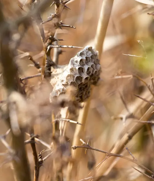 自然の中でハニカム スズメバチ — ストック写真