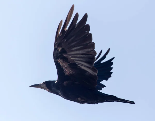 Schwarze Krähe im Flug vor blauem Himmel — Stockfoto