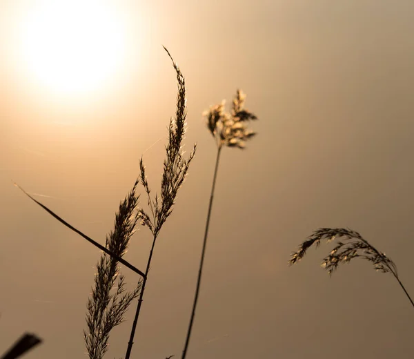 Reeds on a sunset background — Stock Photo, Image