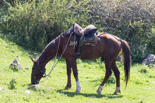 Caballo con silla de montar en la naturaleza — Foto de Stock