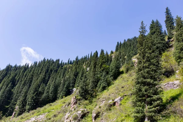 Beautiful Christmas tree in the mountains in summer — Stock Photo, Image