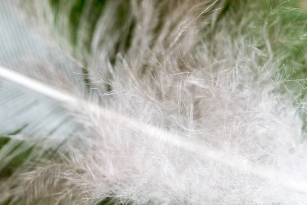 Feather on a green background — Stock Photo, Image