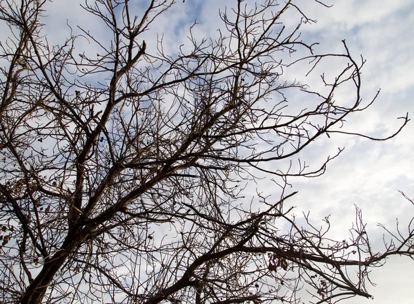 Branches nues d'un arbre au soleil aube — Photo