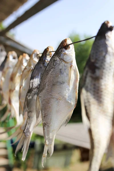Sun-dried salted fish in the air — Stock Photo, Image