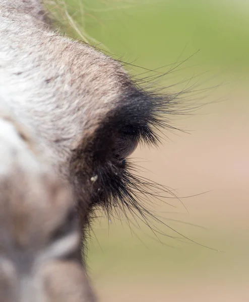 Ögonen på en kamel — Stockfoto